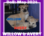 Small #12 Labrador Retriever Mix
