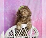 Puppy Dillie Poodle (Miniature)