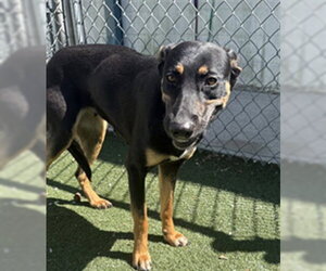 German Shepherd Dog-Unknown Mix Dogs for adoption in Texas City, TX, USA