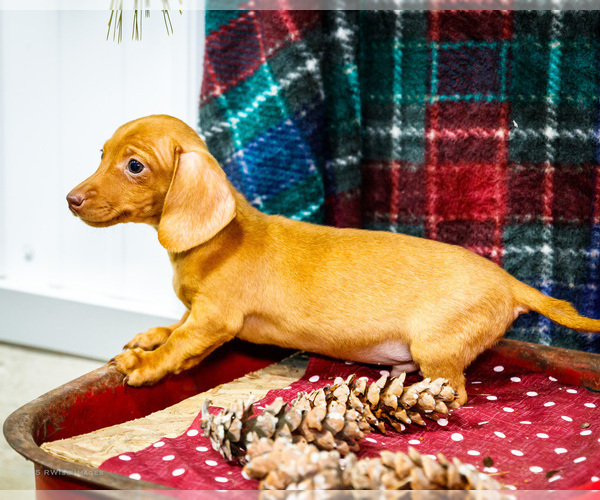 Medium Photo #53 Dachshund Puppy For Sale in WAKARUSA, IN, USA