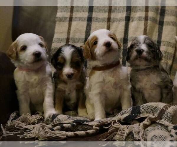 Medium Photo #11 Golden Mountain Doodle  Puppy For Sale in JIM FALLS, WI, USA