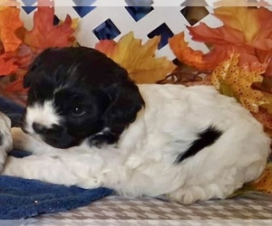 Cavachon Puppy for Sale in MOUNT PLEASANT, Michigan USA