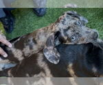 Small #3 Catahoula Leopard Dog Mix