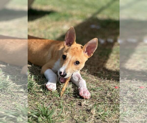 Medium Photo #2 Mutt Puppy For Sale in miami, FL, USA