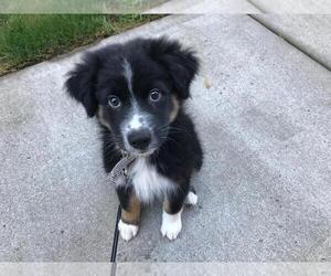 Australian Shepherd Puppy for sale in INDEPENDENCE, OR, USA
