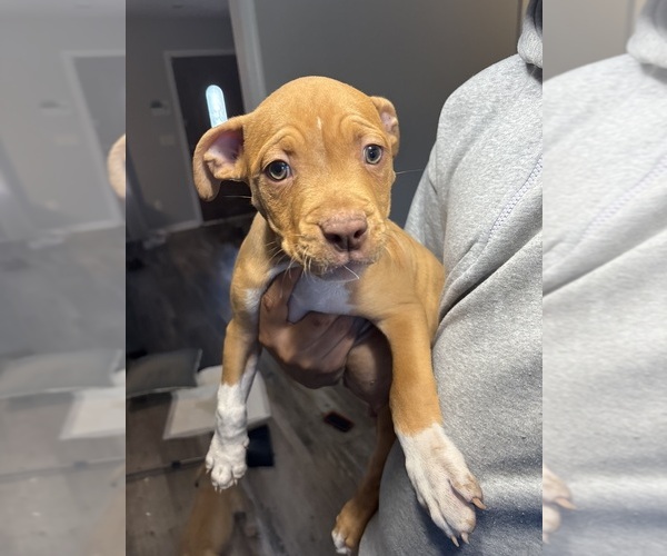 Medium Photo #1 American Pit Bull Terrier Puppy For Sale in HOPKINS, SC, USA
