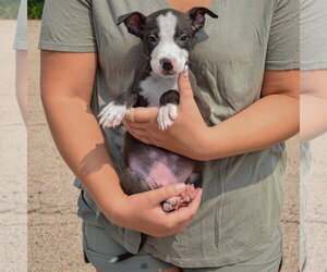 Lewis - Male Boxador Dog for Adoption - Photo #5