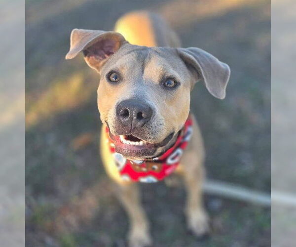 Medium Photo #1 American Pit Bull Terrier-Unknown Mix Puppy For Sale in Ocala, FL, USA