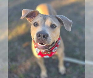 American Pit Bull Terrier-Unknown Mix Dogs for adoption in Ocala, FL, USA