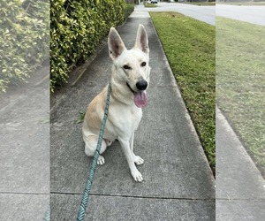 German Shepherd Dog Dogs for adoption in Plantation, FL, USA