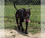 Small #1 Labrador Retriever