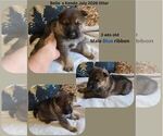 Small #2 German Shepherd Dog