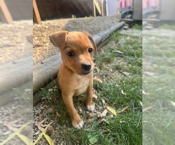 Medium Photo #1 Chihuahua-Unknown Mix Puppy For Sale in Plainfield, IL, USA