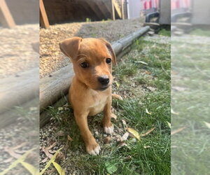 Chihuahua-Unknown Mix Dogs for adoption in Plainfield, IL, USA