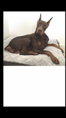 Father of the Doberman Pinscher puppies born on 01/06/2019