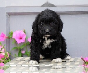 Aussiedoodle-Poodle (Miniature) Mix Puppy for sale in FREDERICKSBG, OH, USA