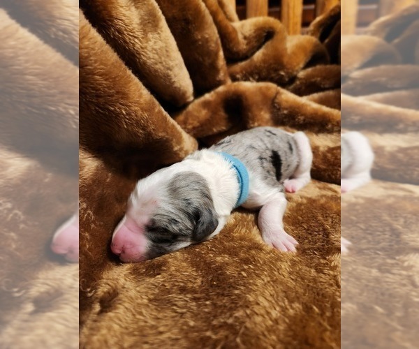 Medium Photo #124 Sheepadoodle Puppy For Sale in LEHI, UT, USA