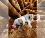 Small Photo #124 Sheepadoodle Puppy For Sale in LEHI, UT, USA