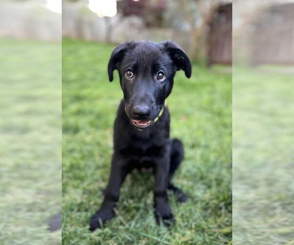 Medium Photo #14 German Shepherd Dog Puppy For Sale in La Grange , NC, USA