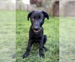 Small #13 German Shepherd Dog