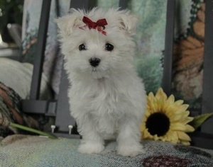 Maltese Puppy for sale in SAN JOSE, CA, USA