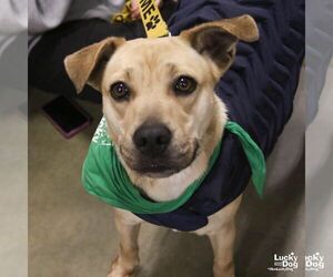 Brandice - Female Retriever -Unknown Mix Dog for Adoption - Photo #4