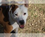Small Photo #5 American Staffordshire Terrier Puppy For Sale in Jackson, MS, USA