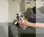 Puppy 4 French Bulldog
