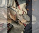 Small Photo #8 Doberman Pinscher Puppy For Sale in GOOSE CREEK, SC, USA