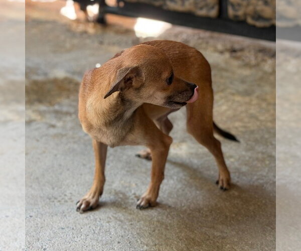 Medium Photo #2 Chihuahua Puppy For Sale in Yardley, PA, USA