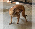 Small Photo #2 Chihuahua Puppy For Sale in Yardley, PA, USA