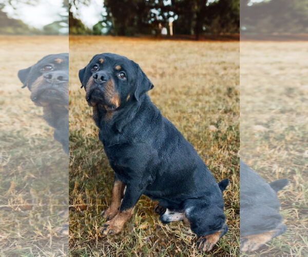 Medium Photo #2 Rottweiler Puppy For Sale in White Hall, AR, USA