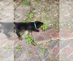 Small #3 Labrador Retriever
