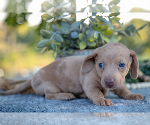 Medium Photo #2 Dachshund Puppy For Sale in ROME CITY, IN, USA