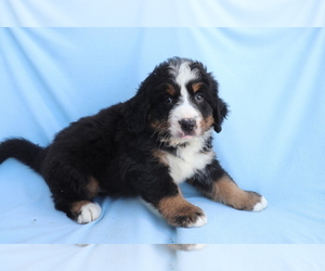 Bernese Mountain Dog Puppy for sale in SHILOH, OH, USA