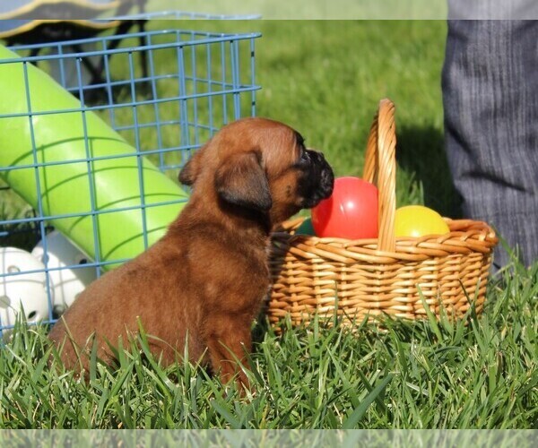 Medium Photo #7 Boxer Puppy For Sale in SHIPSHEWANA, IN, USA