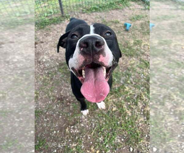 Medium Photo #3 Mutt Puppy For Sale in Abbeville, LA, USA