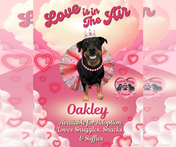 Medium Photo #6 Rottweiler Puppy For Sale in Gilbert, AZ, USA