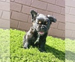 Small Photo #66 French Bulldog Puppy For Sale in COLUMBUS, OH, USA