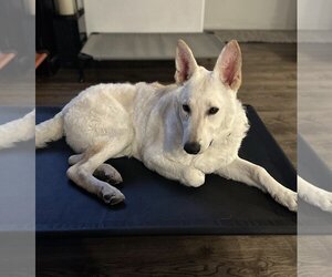 Unknown-white german shepherd Mix Dogs for adoption in Dana Point, CA, USA
