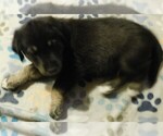 Small Photo #28 Golden Labrador Puppy For Sale in IDAHO SPRINGS, CO, USA