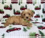Small #8 Cavapoo