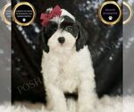 Small #6 Cavapoo (Miniature)
