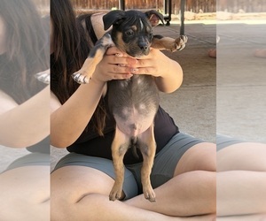 American Bully Puppy for sale in AURORA, CO, USA