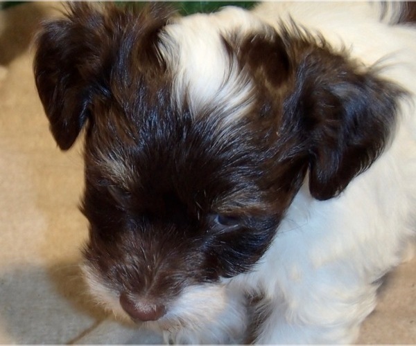 Medium Photo #7 Havanese Puppy For Sale in FENTON, MO, USA