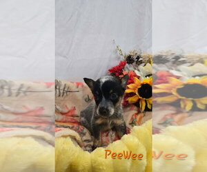 KP  PeeWee - Male Mutt Dog for Adoption - Photo #2