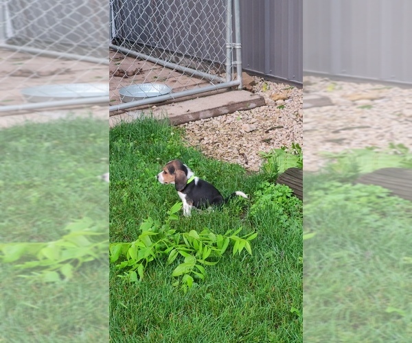 Medium Photo #6 Beagle Puppy For Sale in FENNIMORE, WI, USA