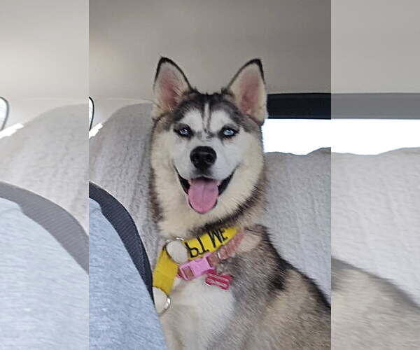 Medium Photo #2 Alaskan Malamute-Huskies  Mix Puppy For Sale in Newport Beach, CA, USA