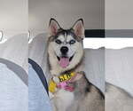 Small Photo #2 Alaskan Malamute-Huskies  Mix Puppy For Sale in Newport Beach, CA, USA