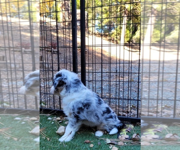 Medium Photo #9 Australian Shepherd Puppy For Sale in PIONEER, CA, USA